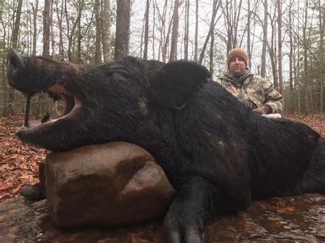 Big Boar Hunting In Tennessee A Change Of Pace For Nebraskans