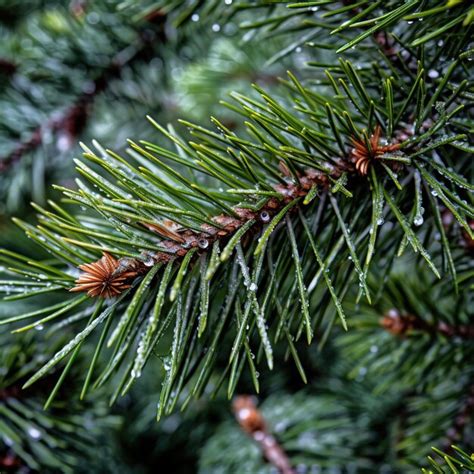 Premium AI Image | macro shot of the delicate pine tree needles