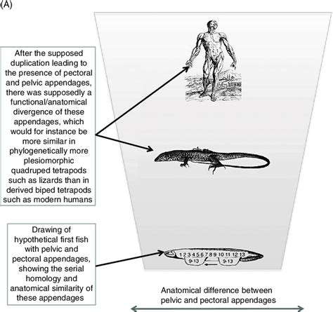 5. (A) Simplified scheme illustrating the "serial homology followed by ... 