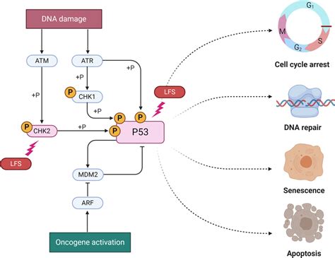 Molecular Pathways Of Li Fraumeni LFS Syndrome The Two Known