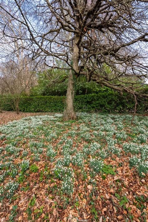 Common Snowdrops Galanthus Nivalis Stock Image Image Of Nivalis