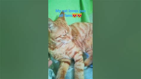 My Cat Is So Grateful For You Fans Thank You ️ ️ Cat Mycat Funnycat