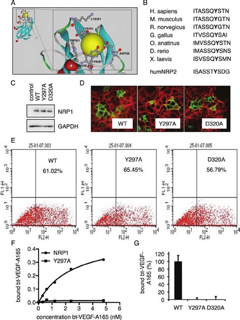 Nrp1 B1 Domain Residues Required For Vegf A 165 Binding A A