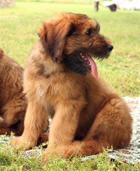 Hound dog breeds, Briard puppies, Dog breeds