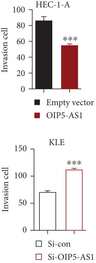 Overexpression Of Lncrna Oip As Could Promote The Apoptosis And