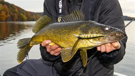 Best Walleye Lures for Fishing - Wired2Fish