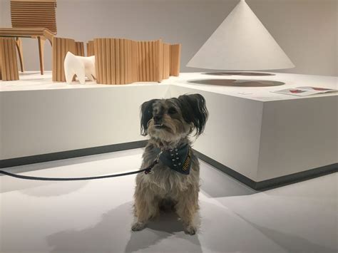 The Architecture For Dogs Exhibition Goes Virtual The Londog