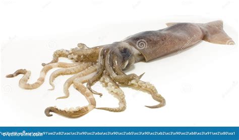 Squid Royalty Free Stock Photos - Image: 15696148