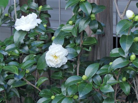 White Camellia Sasanqua Varieties
