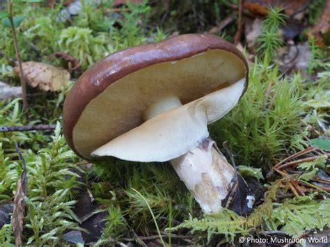 Suillus Luteus Mushroom World