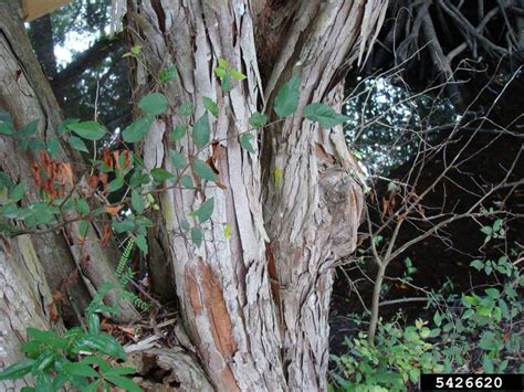 Planera Aquatica Water Elm North Carolina Extension Gardener Plant