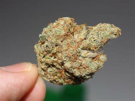 Things You Need to Know Before Using Hybrid Weed Strains - Oceanup.com