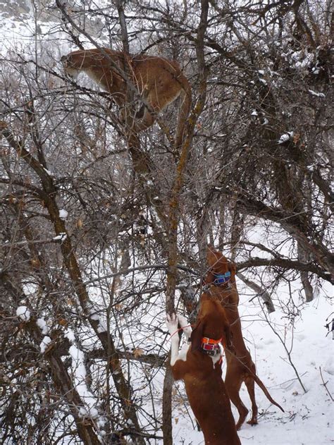 Coonhounds Acorralando A Un Puma Coonhound Redbone Coonhound