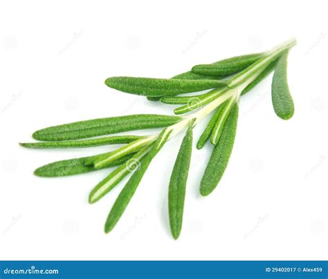 Twig Of Rosemary Stock Image Image Of Branch Rosemary 29402017