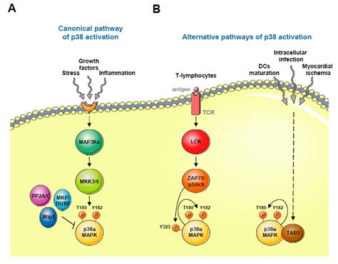 Ijms Free Full Text The P Pathway From Biology To Cancer Therapy