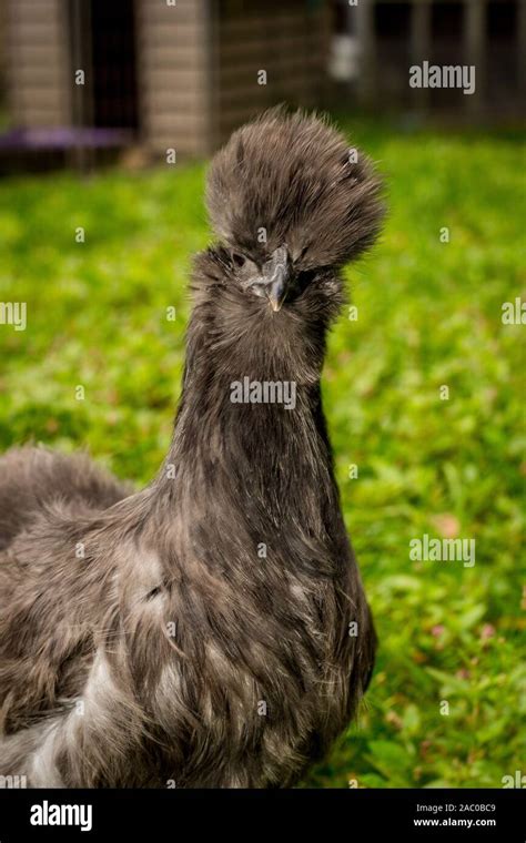 Fluffy blue silkie farm chicken hen exploring the yard Stock Photo - Alamy