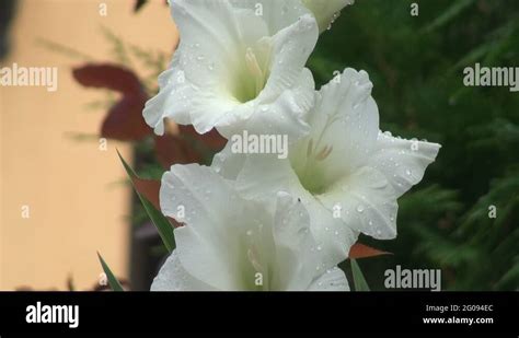 Gladiola Stock Videos Footage Hd And K Video Clips Alamy