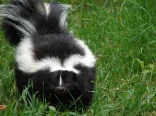 Where Do Skunks Live In The World Which Habitats Which Skunk