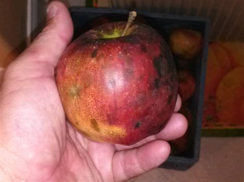 Apples, Flyspeck, Sooty Blotch, and Memories | Florida Hillbilly