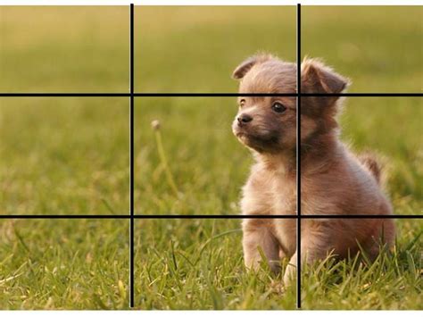 This Is Rule Of Thirds Because It Has A Puppy On The Right Side In The