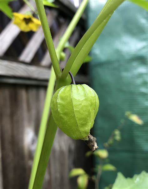 Growing Tomatillos In Containers – Our Little Chateau