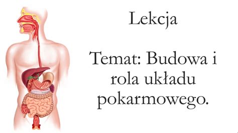 Klasa 7 Budowa i rola układu pokarmowego prezentacja Złoty nauczyciel