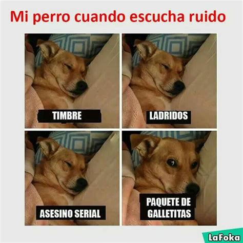 ¿por Qué Eres Así Firulais Funny Animal Memes Funny Dogs Funny