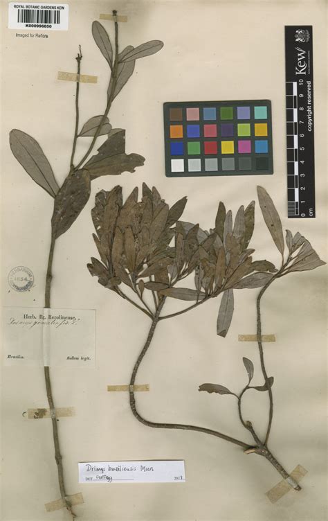 Drimys brasiliensis Miers | Plants of the World Online | Kew Science