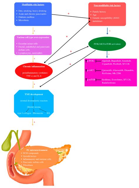 Targeting Pi K Akt Mtor Signaling Pathway In Pancreatic Cancer