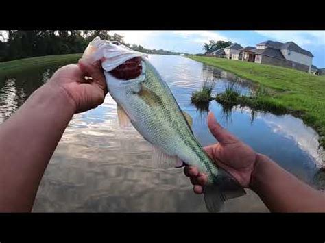 A Pond Loaded With Bass Youtube