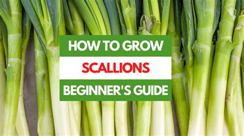 How To Grow Scallions A Beginners Guide Gardening Eats