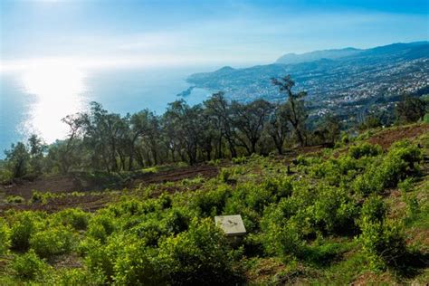 São Gonçalo Funchal Madeira Islands Portugal land for sale