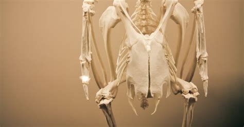 Owl Skeleton By Jgonzález Inspiration Board Pinterest Skeletons