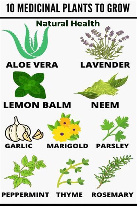 Medicinal Plant Names|medicinal Plants Name, 60% OFF