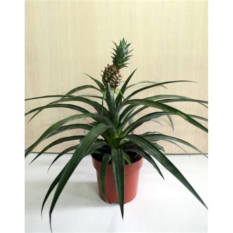 Ананас крупнохохолковый декоративный - купить. Ananas Comosus Variegatus