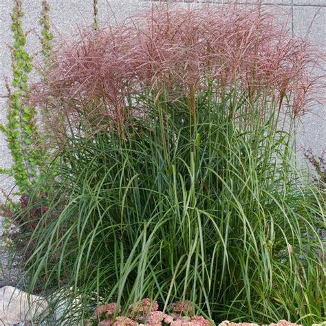 Miscanthus Sinensis Red Silver Rotsilber From Nvk Nurseries