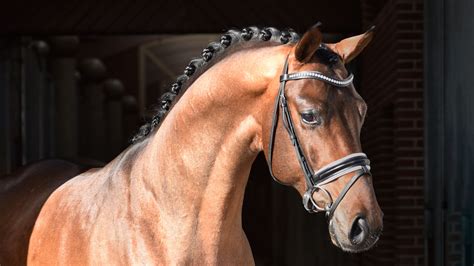 Viconte with several 9's at his 50 days test in Germany!