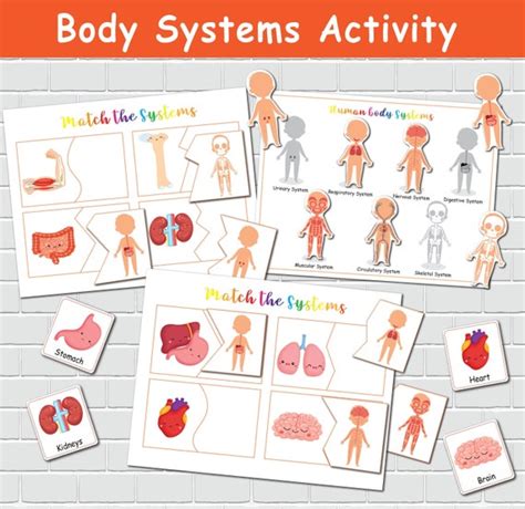 Human Body Systems Worksheets