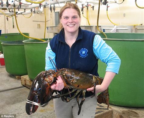 Cape Cod Gigantic 21 Pound Lobster As Big As A Torso With Foot Long