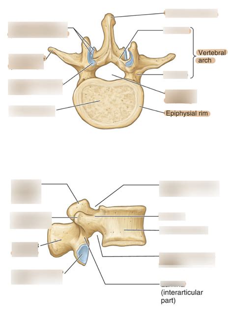 MSK II General Vertebrae Labeling Diagram Quizlet