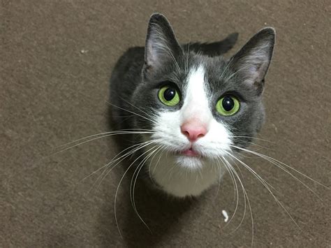 pilchuck animal hospital 3