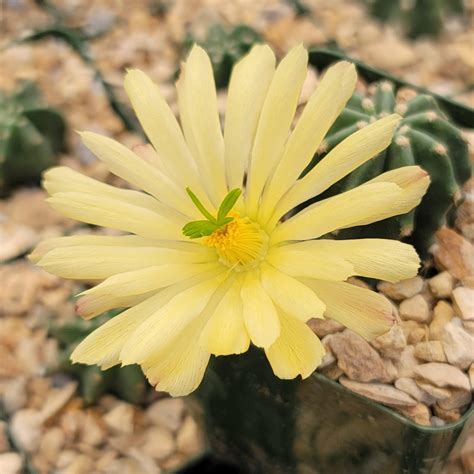 Echinocereus subinermis – Planet Desert