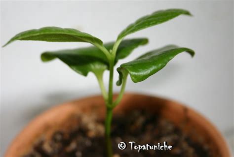 Каликант китайский (Sinocalycanthus) — Форум — Ботаничка