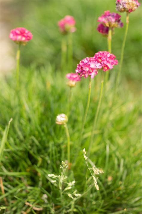 Garten Navi Strand Grasnelke Armeria Maritima D Sseldorfer Stolz