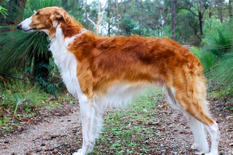 11 Exotic Dog Breeds In The World