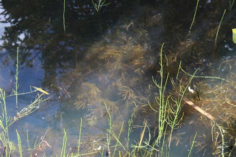 Grass Wrack Pondweed Adirondack Research Guidebook Inaturalist