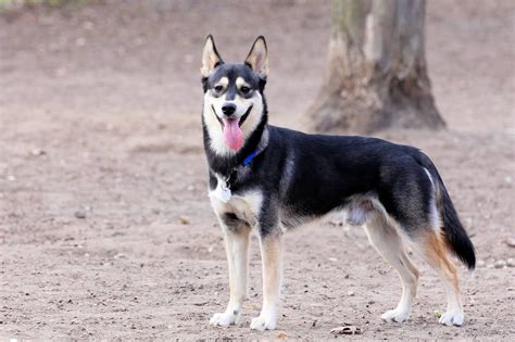 German Shepherd Husky Mix Is The Gerberian Shepsky For You German