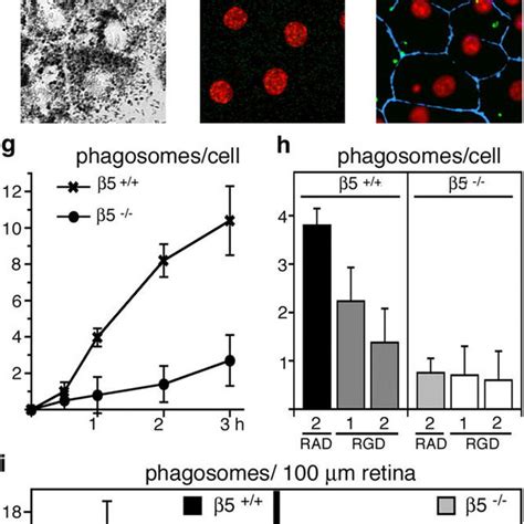 Lack of αvβ5 integrin impairs RPE phagocytosis of POS We examined