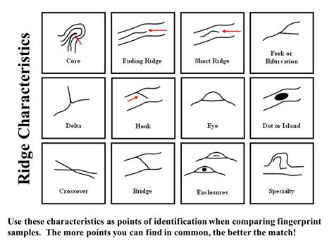 15 Fingerprint Identification Worksheet