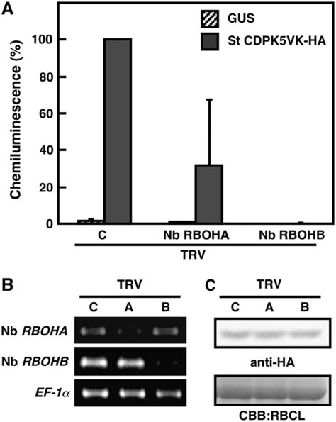 Ros Production Mediated By St Cdpk And St Cdpk Variants In N